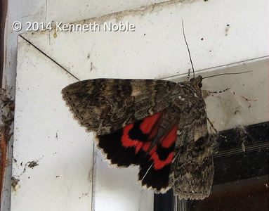 red underwing (Catocala nupta) Kenneth Noble